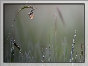 Motyl, Zorzynek rzeżuchowiec, Trawa, Krople