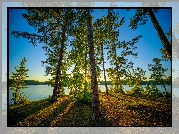 Stany Zjednoczone, Stan Alabama, Obszar rekreacyjny Veasey Creek Recreation Area, Jezioro West Point, Drzewa, Sosny