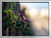 Clematis, Kwiat, Liście, Światło