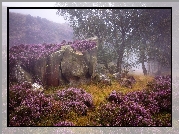 Anglia, Park Narodowy Peak District, Jesień, Mgła, Wrzosowisko, Wrzos, Drzewa, Skały