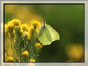 Motyl, Latolistek cytrynek, Owad, Kwiaty