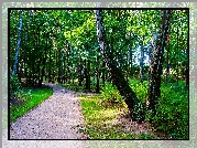 Polska, Gdańsk, Park Brzeźnieński im.J.J.Haffnera, Alejka, Drzewa, Brzozy, Zieleń