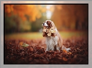 Cavalier King Charles spaniel, Park, Liście, Jesień