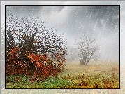 Jesień, Deszcz, Krzewy