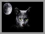 Grafika 2D, Czarny, Kot, Księżyc, Noc