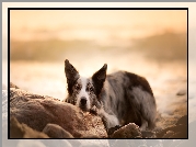 Pies, Border collie, Mordka, Kamienie