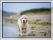 Szczeniak, Golden retriever, Plaża, Woda