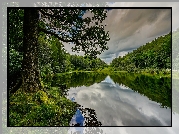 Anglia, Kumbria, Obszar Lake District, Jezioro Yew Tree Tarn, Drzewa