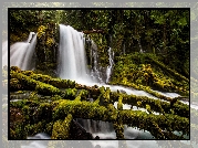 Stany Zjednoczone, Stan Oregon, Park Downing Creek Falls, Wodospad Upper Downing Creek Falls, Las, Drzewa, Omszałe, Gałęzie