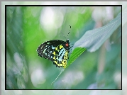Kolorowy, Motyl, Ornithoptera euphorion, Liść