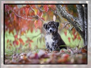 Szczeniaczek, Akita inu, Drzewo, Liście, Jesień