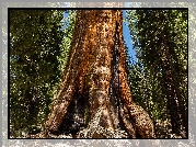 Stany Zjednoczone, Stan Kalifornia, Park Narodowy Redwood, Las, Drzewa, Sekwoja