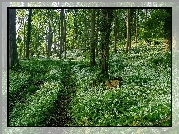 Anglia, Hrabstwo Gloucestershire, Wzgórze Dovers Hill, Białe, Kwiaty, Czosnek niedźwiedzi, Lato, Las