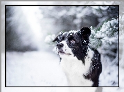 Pies, Border collie, Zima, Śnieg, Gałązki