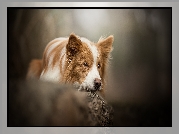 Pies, Border collie, Mordka, Skała