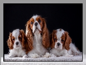 Cavalier king charles spaniel, Szczenięta, Suczka, Koc, Ciemne tło