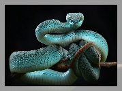 Niebieska, Żmija, Trimeresurus insularis