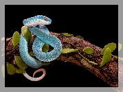 Niebieska, Żmija, Trimeresurus albolabris insularis, Konar, Liście