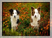 Psy, Kundelek, Border collie, Łąka, Kwiaty