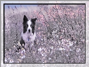 Pies, Border collie, Łąka, Kwiaty, Rośliny, Trawy