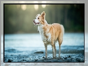 Pies, Border collie, Woda, Rozmyte, Tło