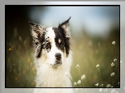 Pies, Border collie, Mordka, Łąka, Kwiaty