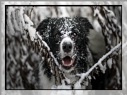 Pies, Border collie, Mordka, Gałązki, Śnieg