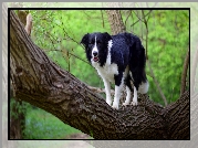 Pies, Border collie, Drzewo, Konar, Gałązki, Liście