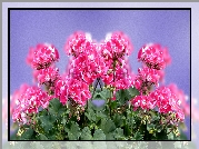 Kwiaty, Pelargonie, Grafika