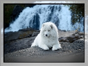 Biały, Pies, Samojed, Wodospad