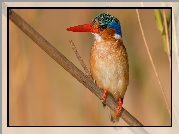 Ptak, Zimorodek malachitowy, Gałązka