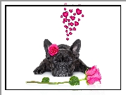 Pies, Buldog francuski, Zakochany, Kwiaty, Róże, Serca