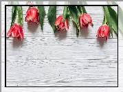 Czerwono-białe, Tulipany, Deski