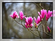 Magnolia purpurowa, Kwiaty, Gałązki