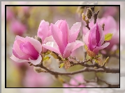 Krzew, Kwiaty, Magnolia, Płatki, Wiosna, Listki, Gałązki, Tło w rozmyciu