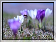 Biały, Krokus, Pszczoła