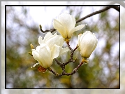 Gałąź, Białe, Kwiaty, Magnolia