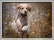 Szczeniak, Golden retriever, Łąka, Kwiaty