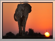 Słoń afrykański, Sawanna, Zachód słońca, Niebo