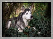 Siberian husky, Rośliny, Gałązki, Bluszcz