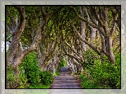 Irlandia Północna, Hrabstwo Antrim, Aleja Dark Hedges, Droga, Drzewa, Buki