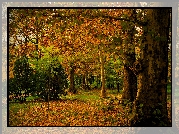 Las, Jesień, Drzewa, Krzewy