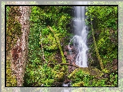 Stany Zjednoczone, Stan Tennessee, Park Narodowy Great Smoky Mountains, Wodospad Mouse Creek Falls, Omszałe, Skały, Las, Drzewa, Roślinność