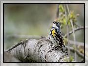 Ptak, Lasówka, Myrtle warbler, Gałąź
