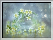 Wazonik, Białe, Kwiaty, Bokeh