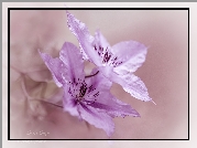 Różowe, Dwa, Kwiaty, Clematis, Powojnik