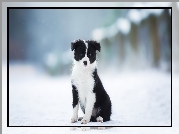 Pies, Szczeniak, Czarno-biały, Border collie, Zima