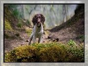 Pies, Cocker spaniel angielski, Skarpa, Rośliny