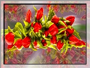 Tulipany, Czerwone, Grafika