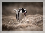 Pies, Czarno-biały, Border collie, Łąka, Trawa